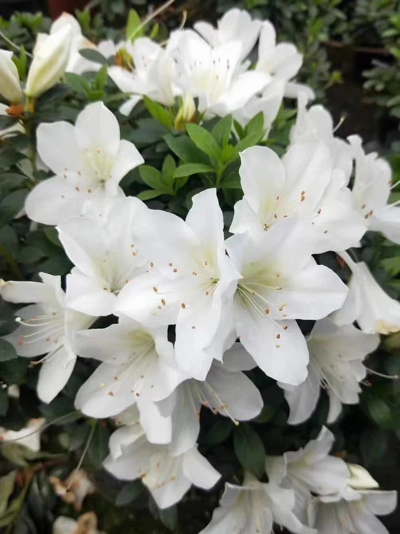 白百合杜鹃花，多季鹃原生高个大苗，勤花品种室内外阳台客厅盆栽