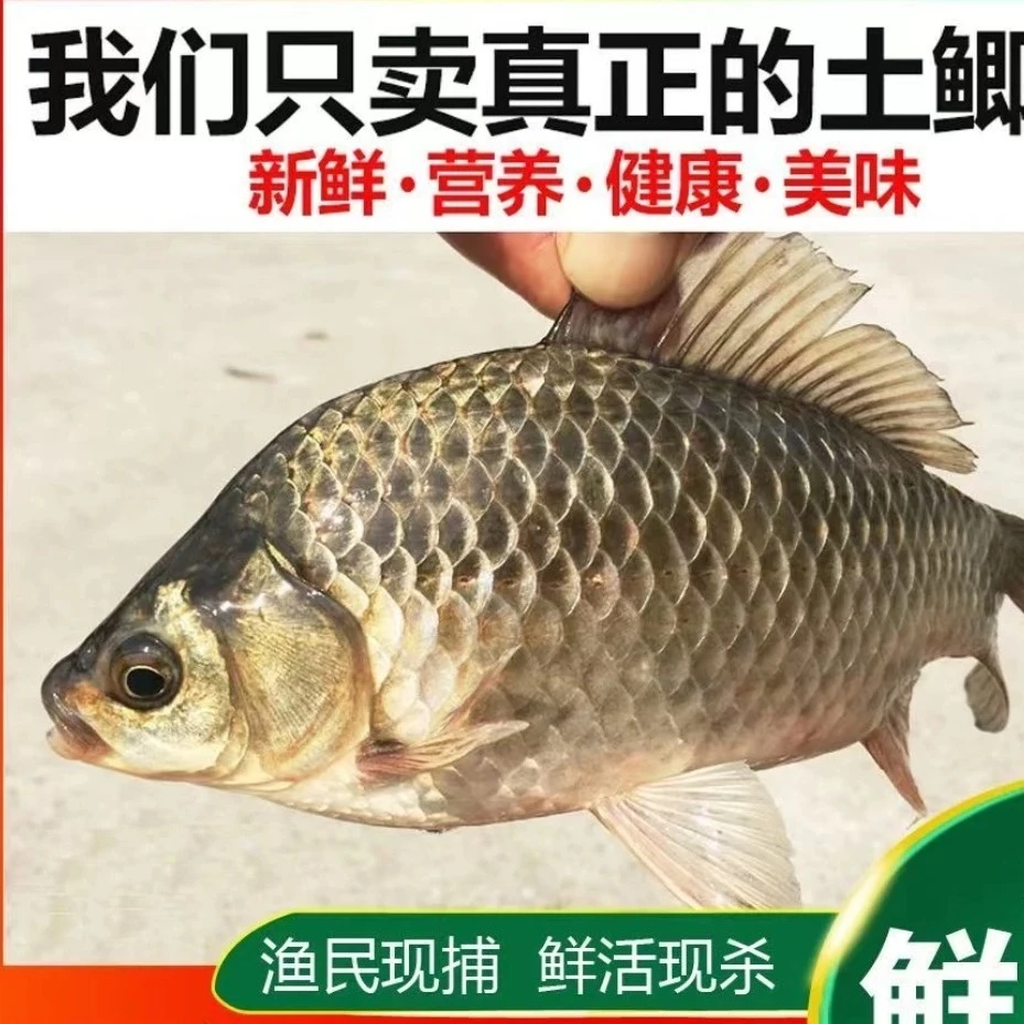 苏北农村淡水河鲫鱼真空包装顺丰包邮直播专用改价链接