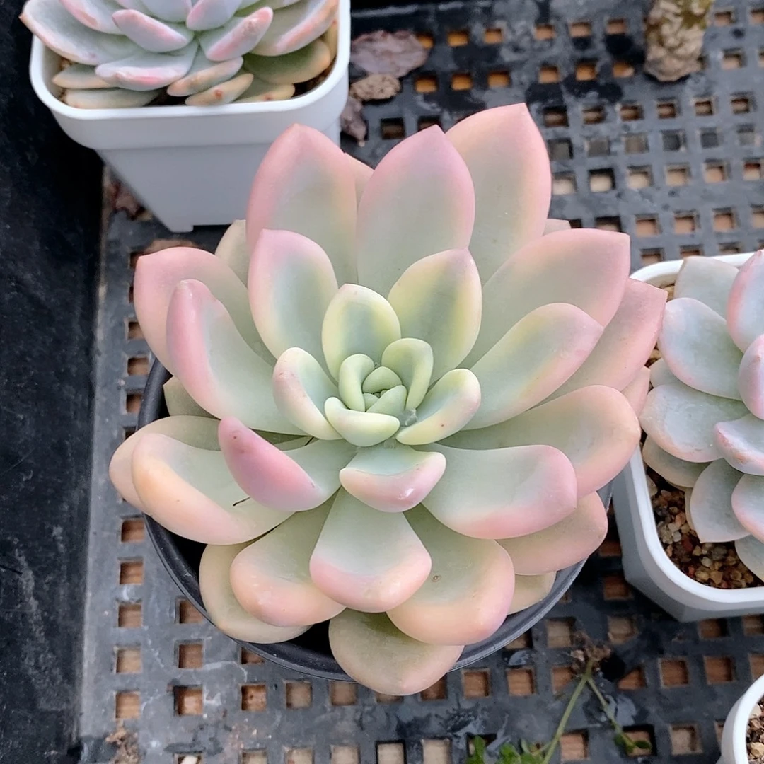 奥普琳娜锦多肉植物老桩