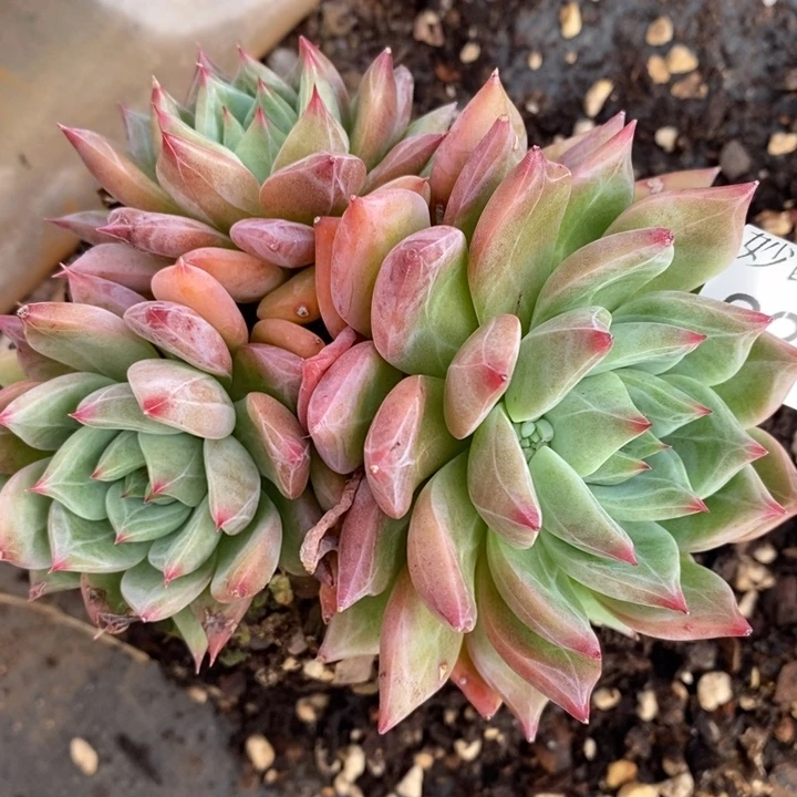 2218杂交老桩基地～18厘米