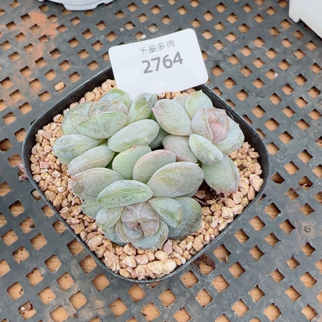 红皇后，2764多肉植物