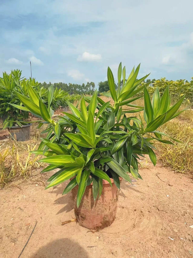 金心百合竹 大盆栽室内好养植物北欧风客厅书房办公室净化空气