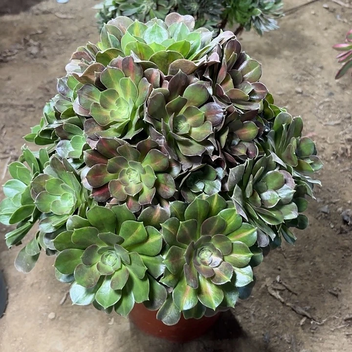 多肉植物女巫中斑51