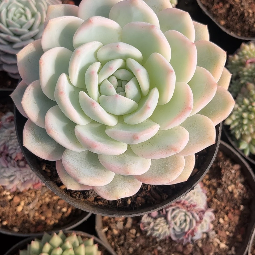 寄养链接的肉肉的肉肉