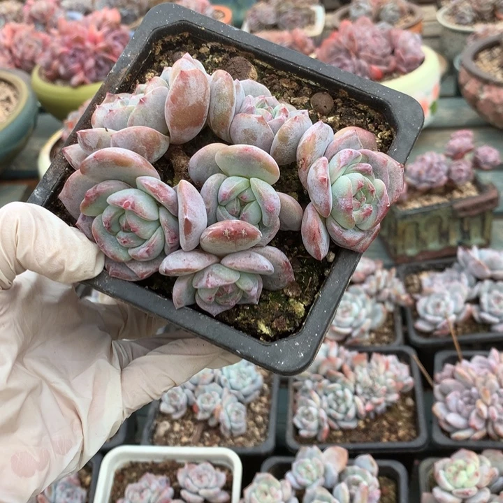 无花朵哈哈哈哈哈哈哈哈哈30