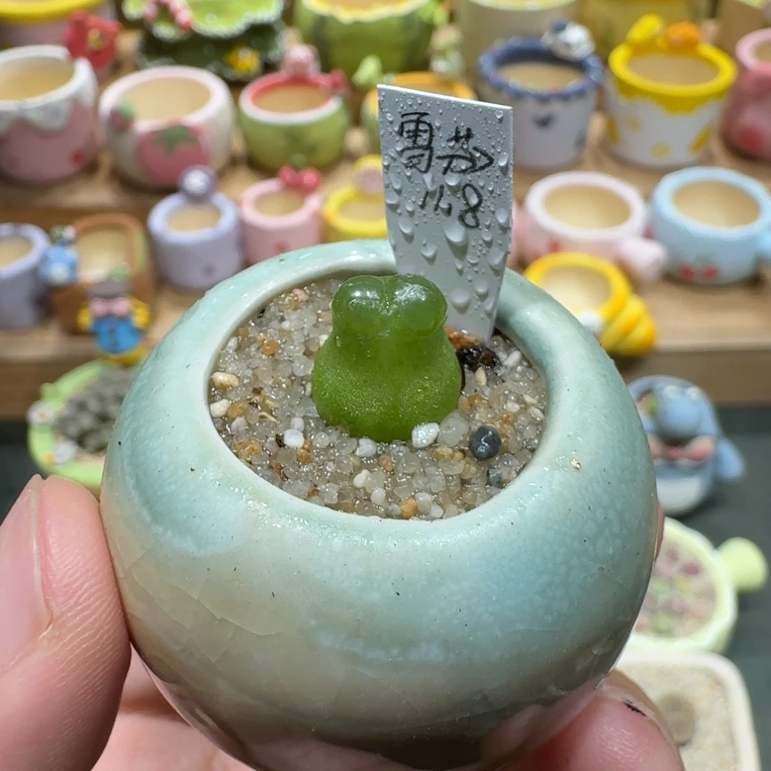 蘑菇1230雪茄多肉植物