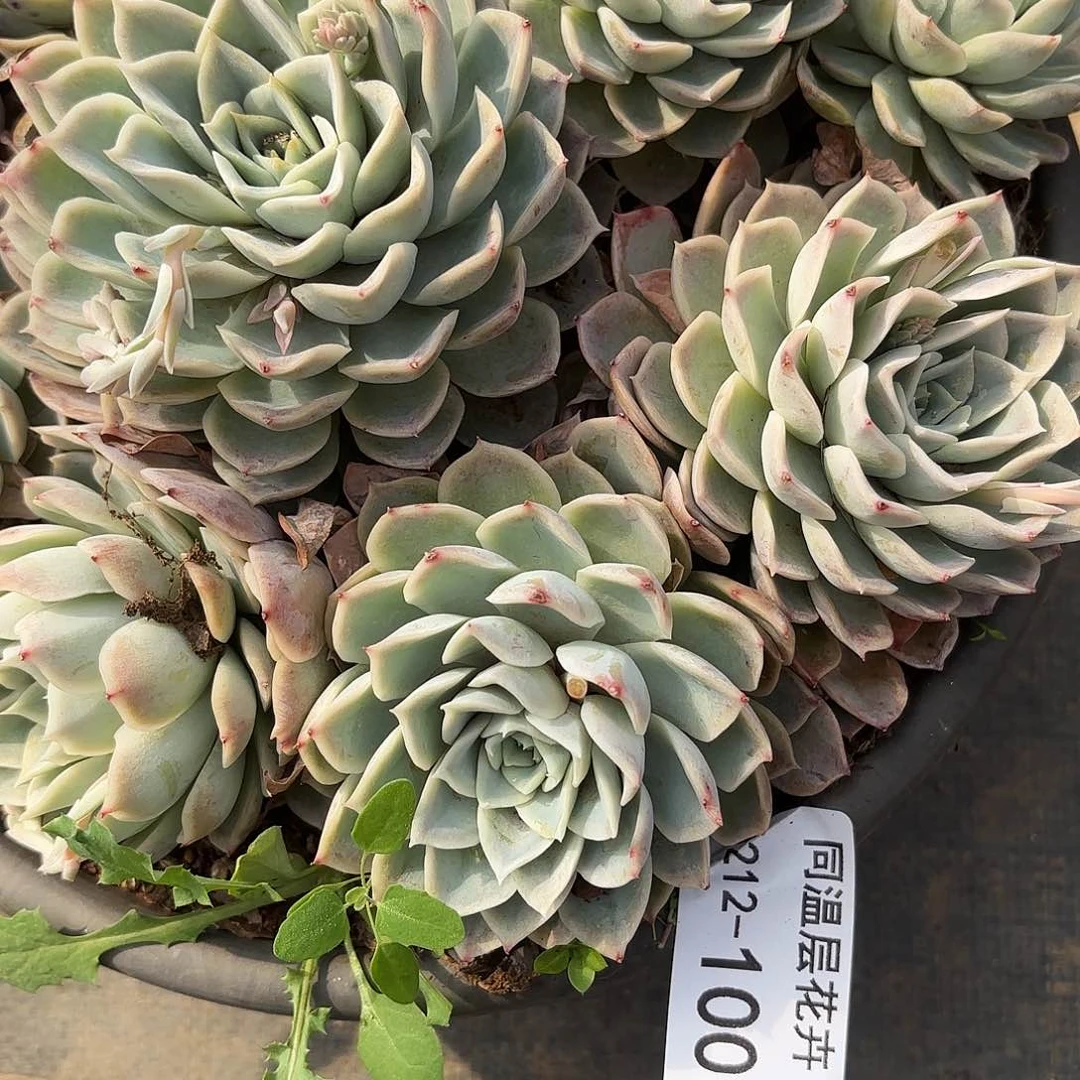 同温层多肉100约瑟琳