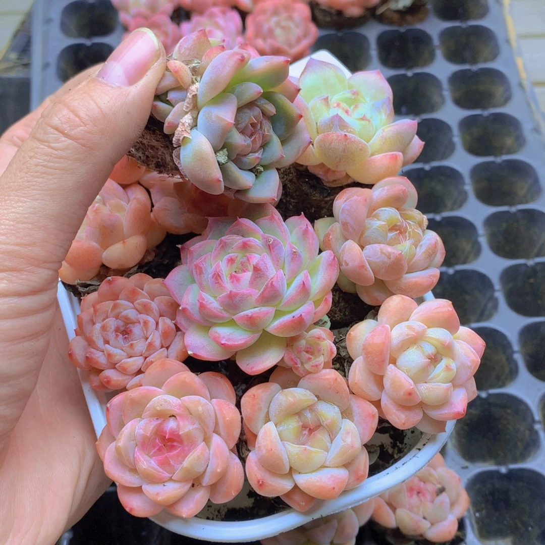 我要去看你了啊我的天079