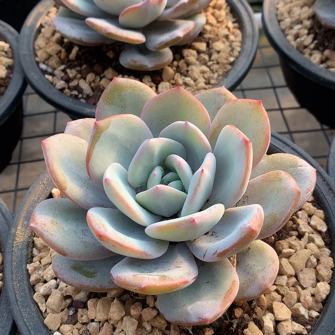 大韩奶茶3457788999000000