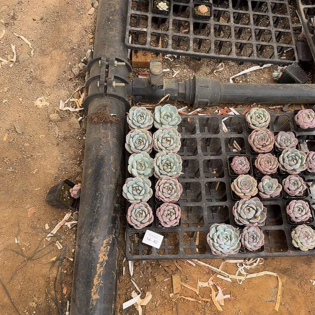 14-42吉娃娃梦露杂交一颗量拍右五