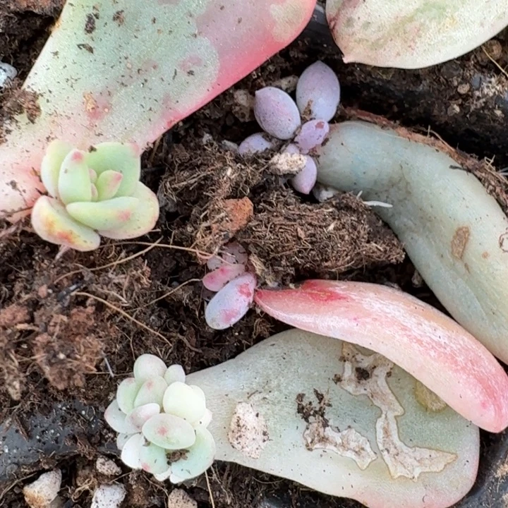 花旦星影巨人白马55