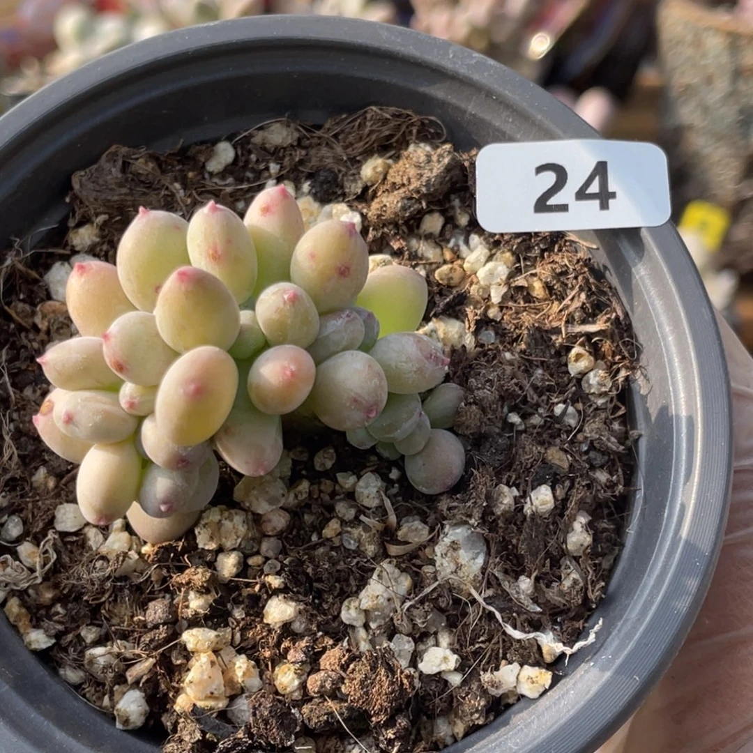 二代苹果奶酪缀化多肉