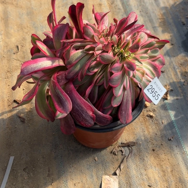 美杜莎坠多肉法师2955