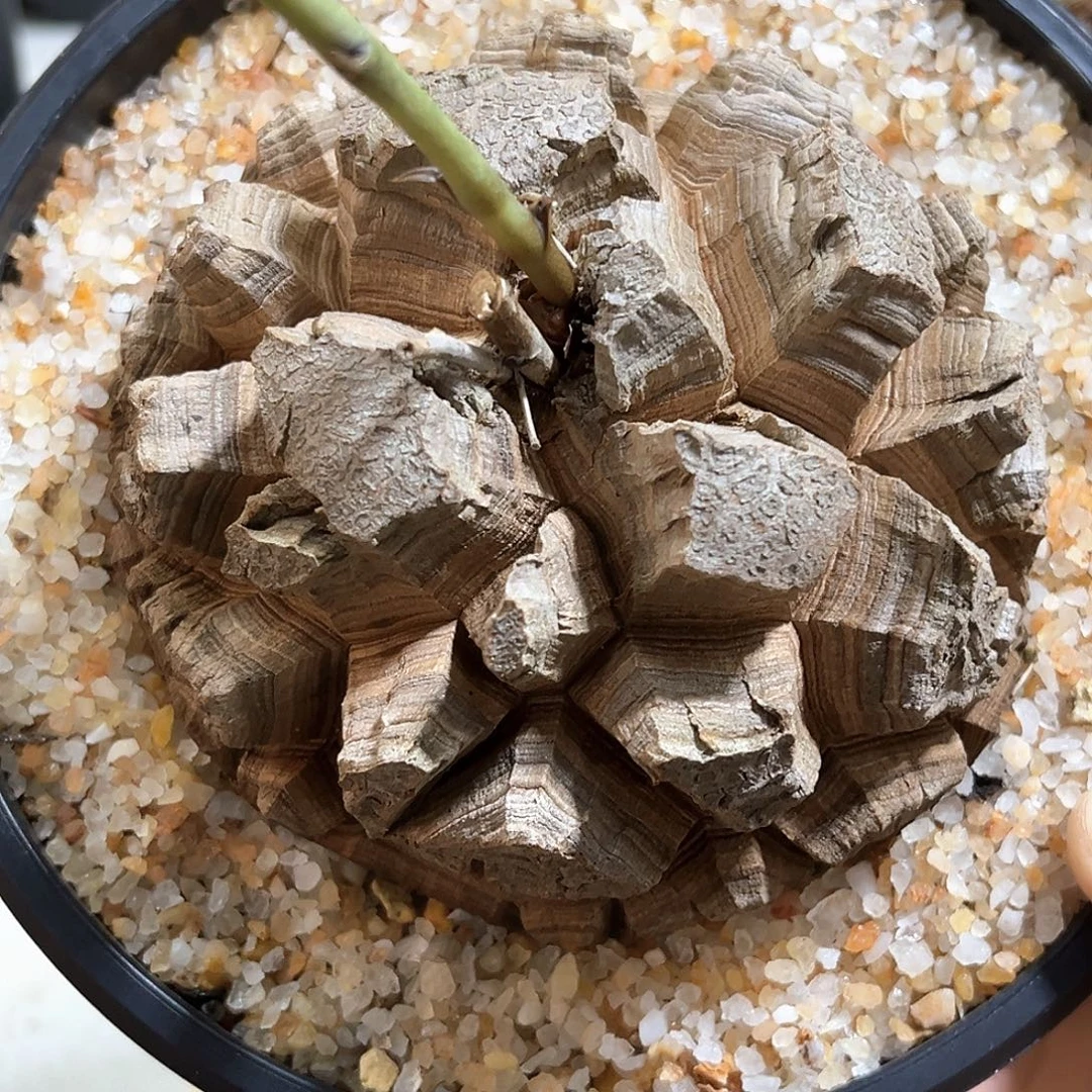 梦***点潮流植物 潮流植物