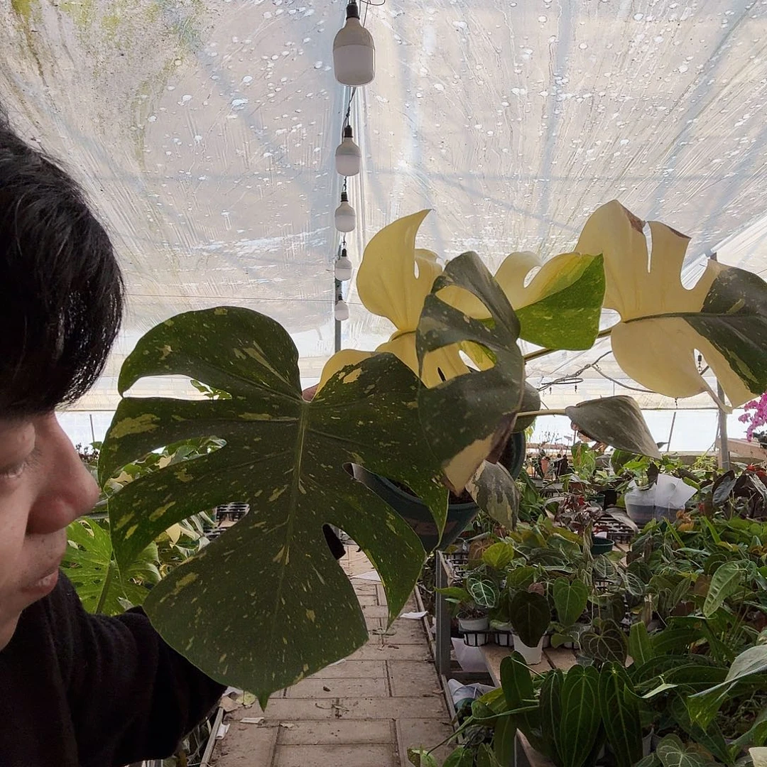 完全开放12号洒金龟背竹