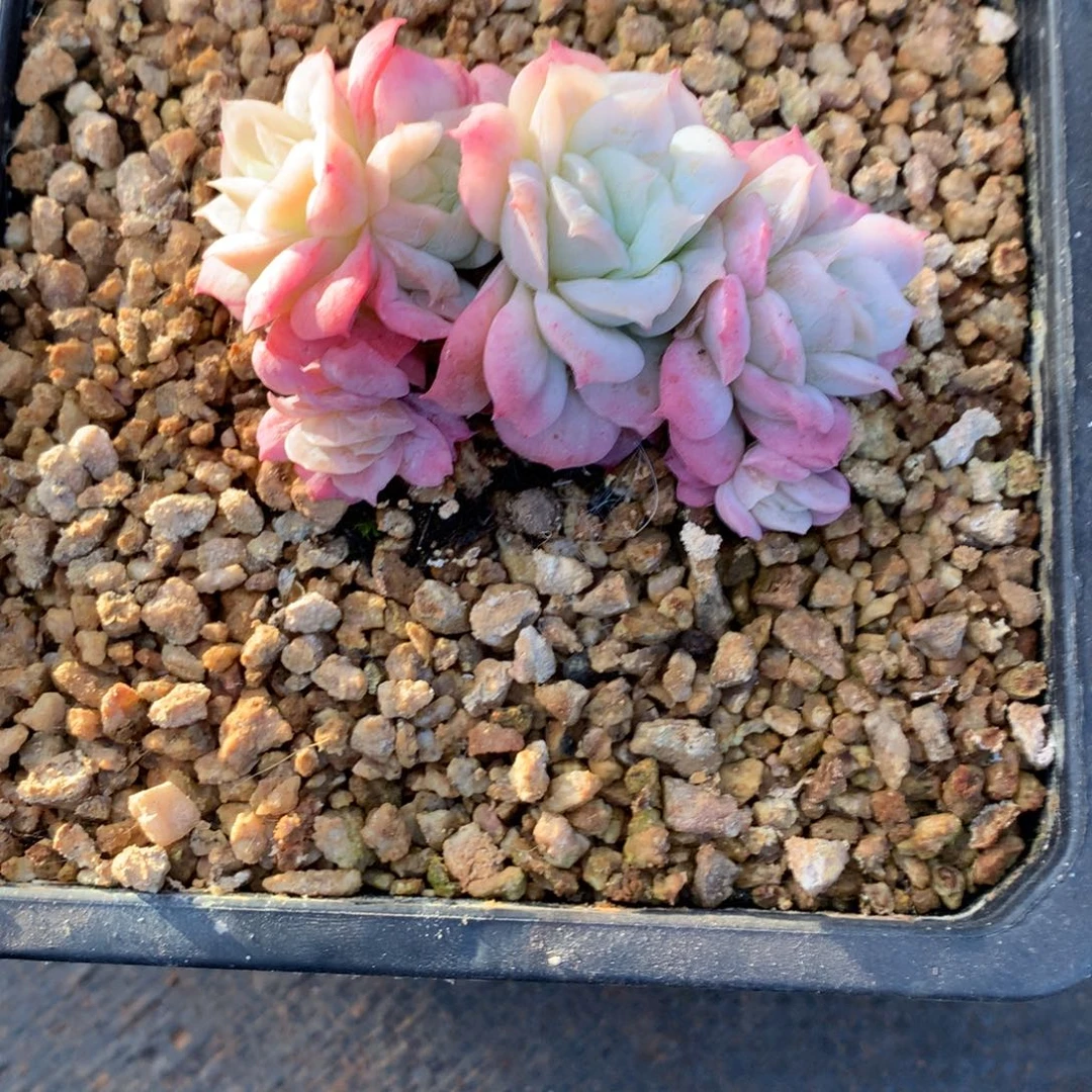 多肉植物一物一拍