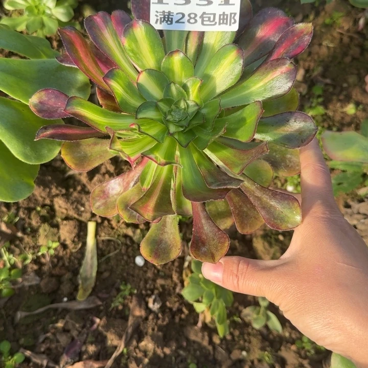 1531爱马仕嫁接三号棚