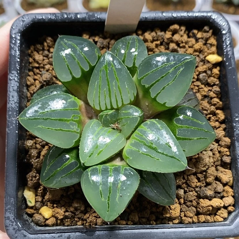【闪购商品】66丸叶翠虎