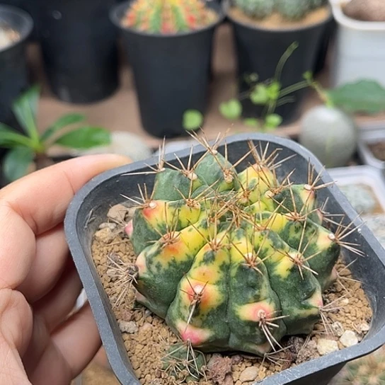 无花朵超刺翠晃冠锦母本