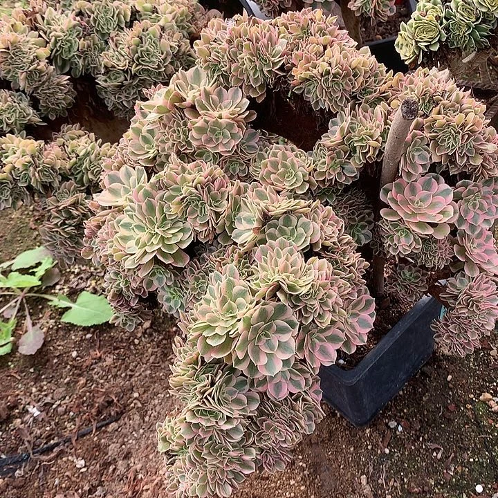 女巫朵朵微瑕脱土不带盆
