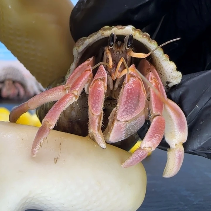 A62粉色 灰白1.6cm口径