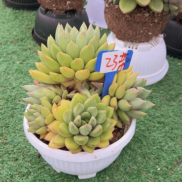 23红象带盆一多肉