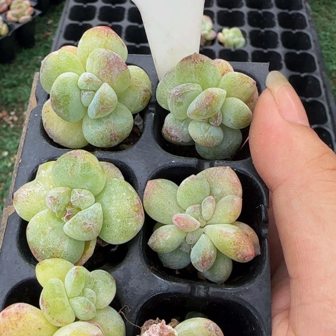 南***木099 号一物一拍特价福利