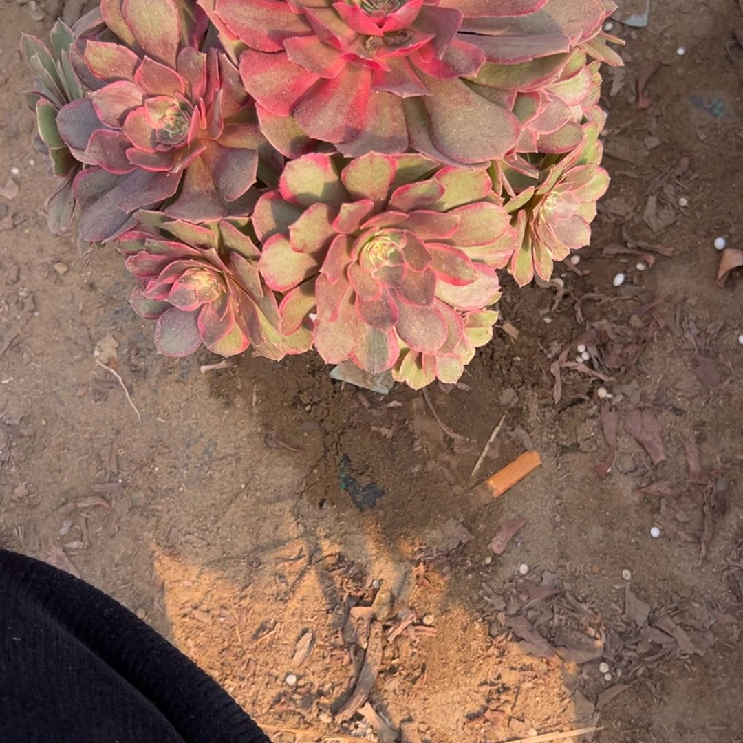 597黑魔锦多肉植物法师多肉