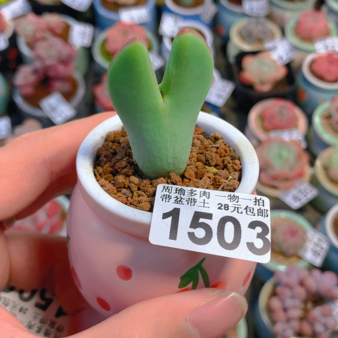 5厘米盆精控多肉1503