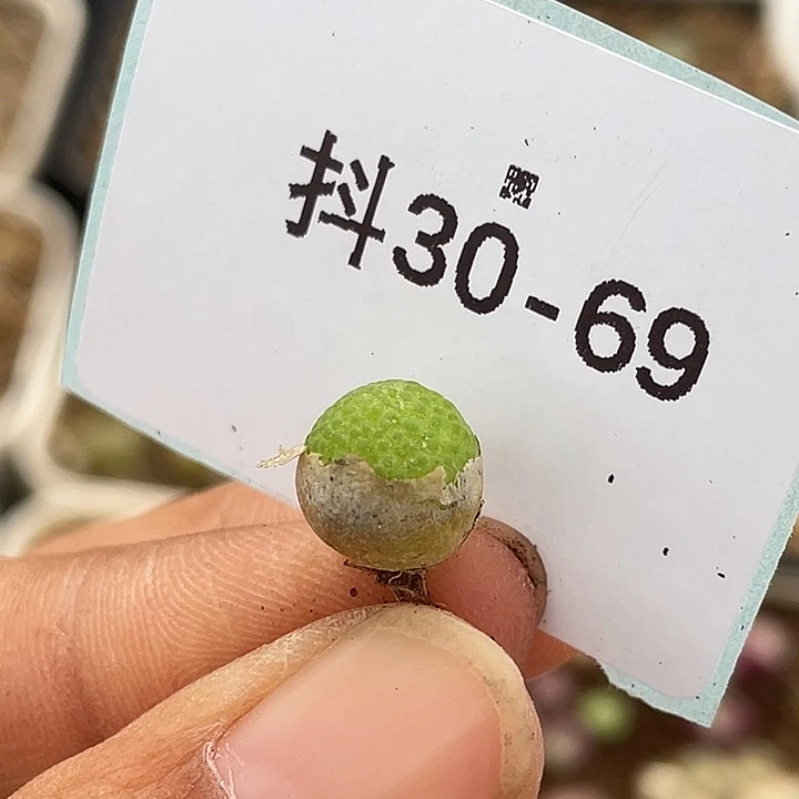 30-69玉米多肉植物