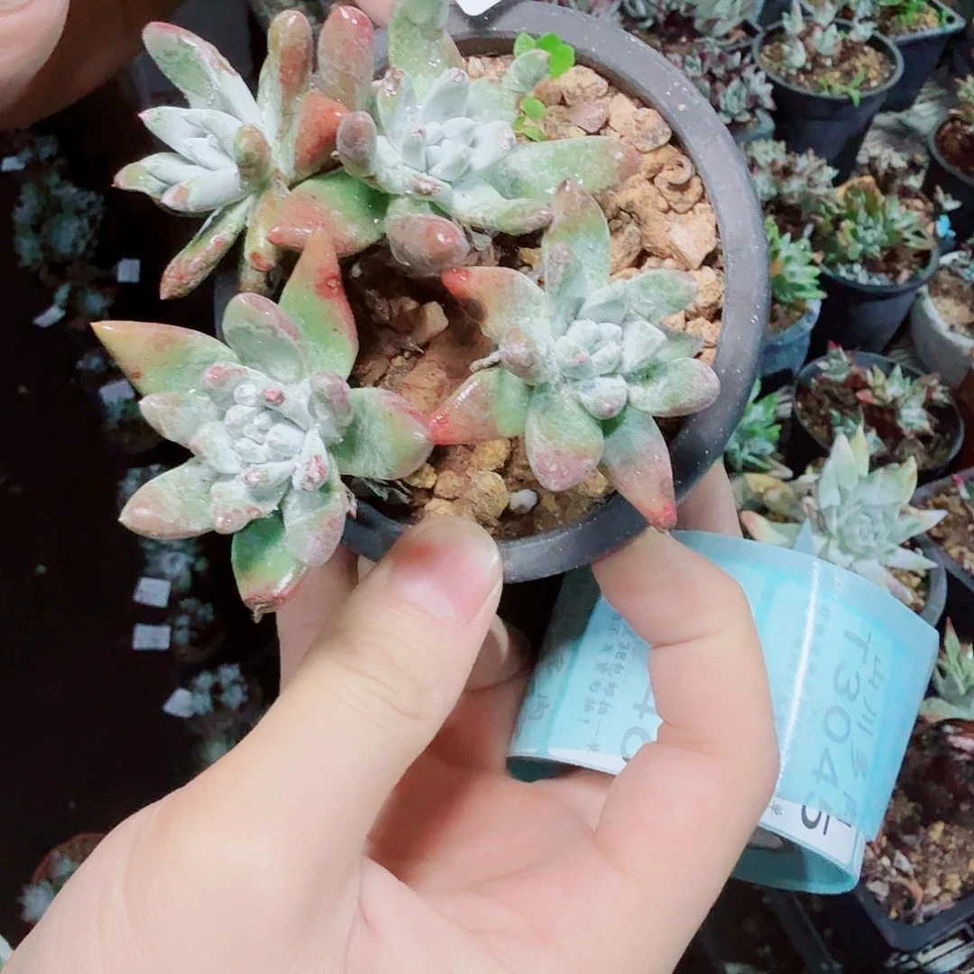 3040拇指苹果叶多肉