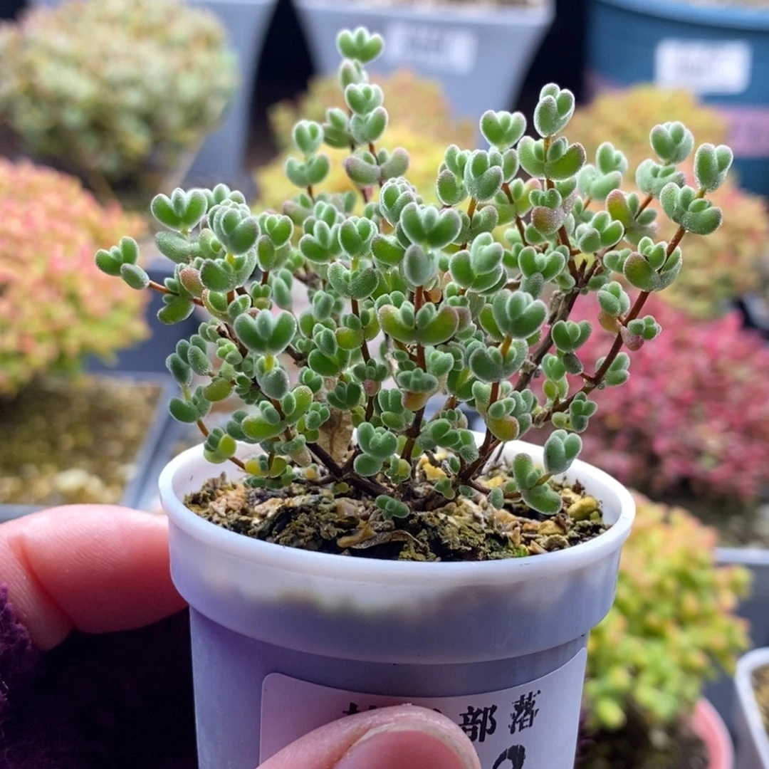 简***…912莱斯 。