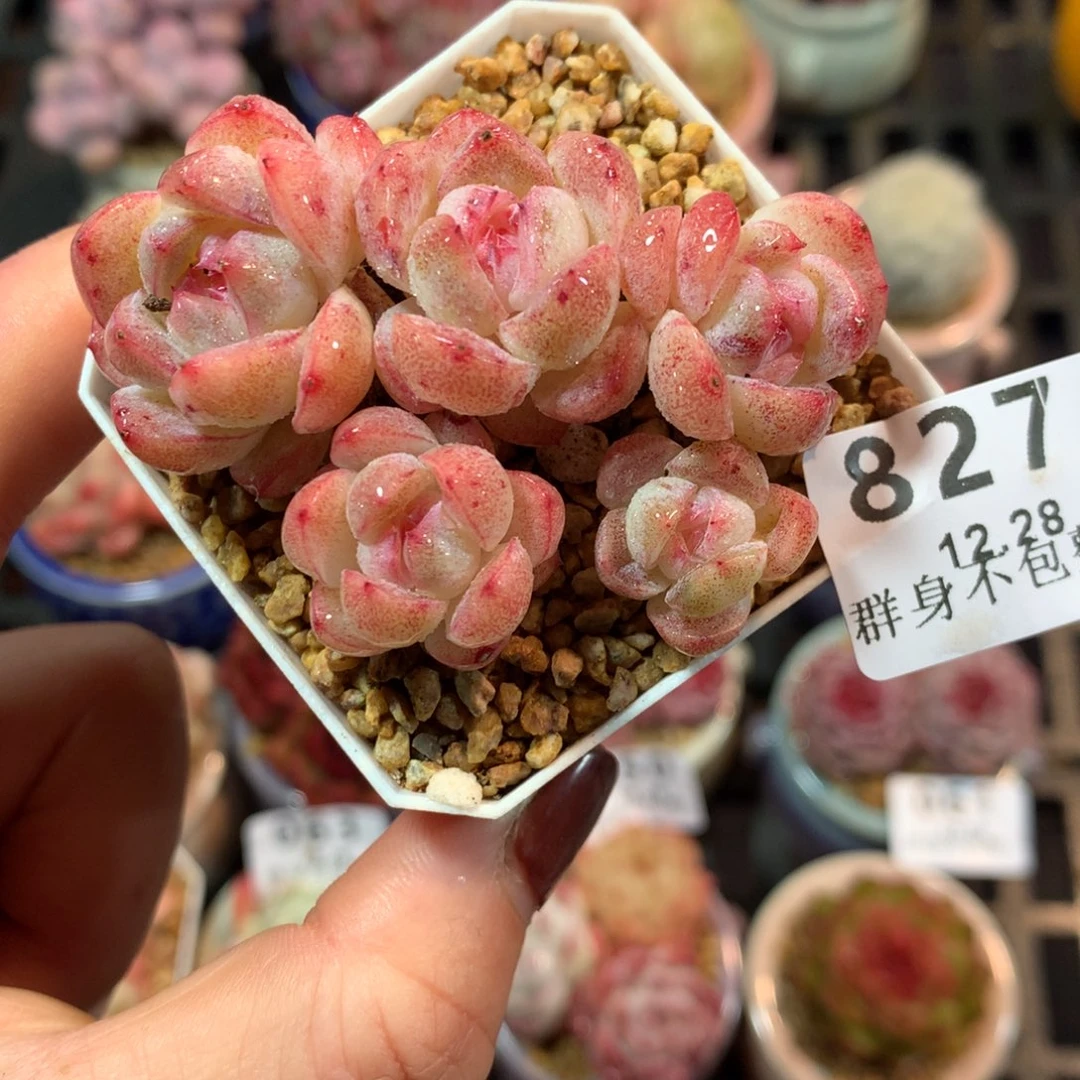 精控拇指12.28827