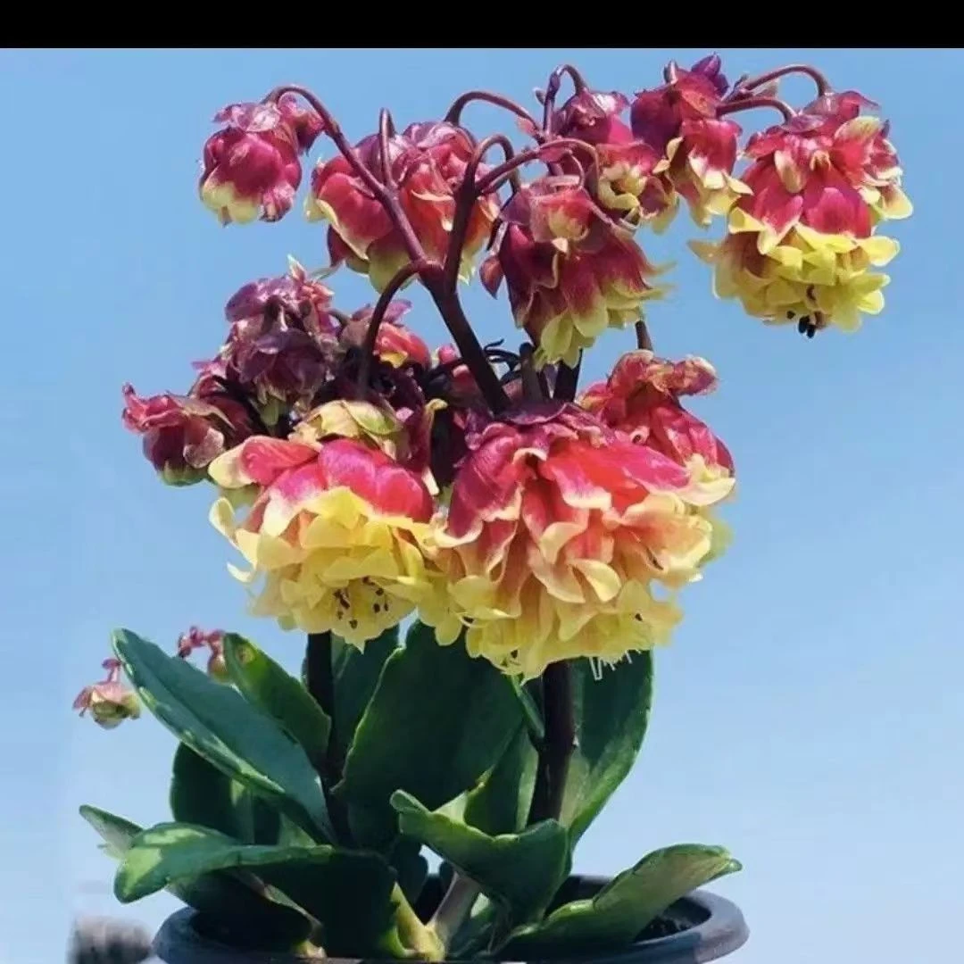 【豆妈来了】宫灯长寿〖实物以直播间展示为准哦〗