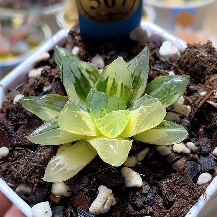 567北极实生一物一拍