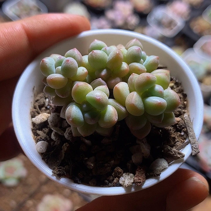 泡泡糖群一物一拍