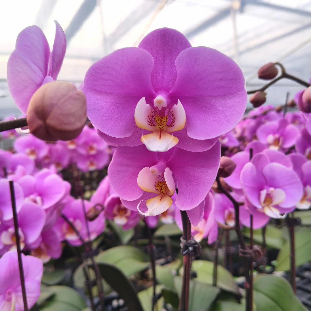 【安娜】蝴蝶兰 粉紫色系大花经典品种 室内高端绿植花卉