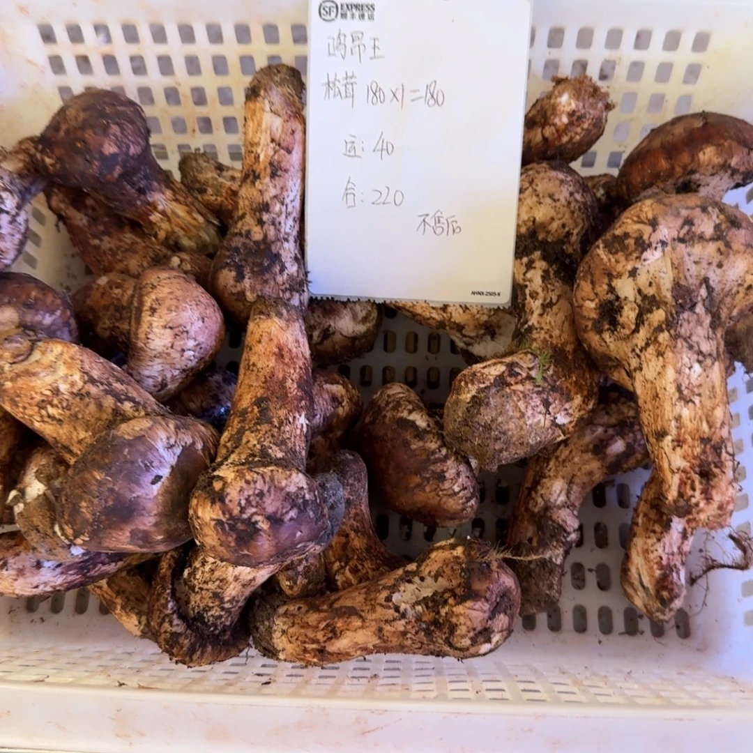 呜***王菌子中国大陆菌子