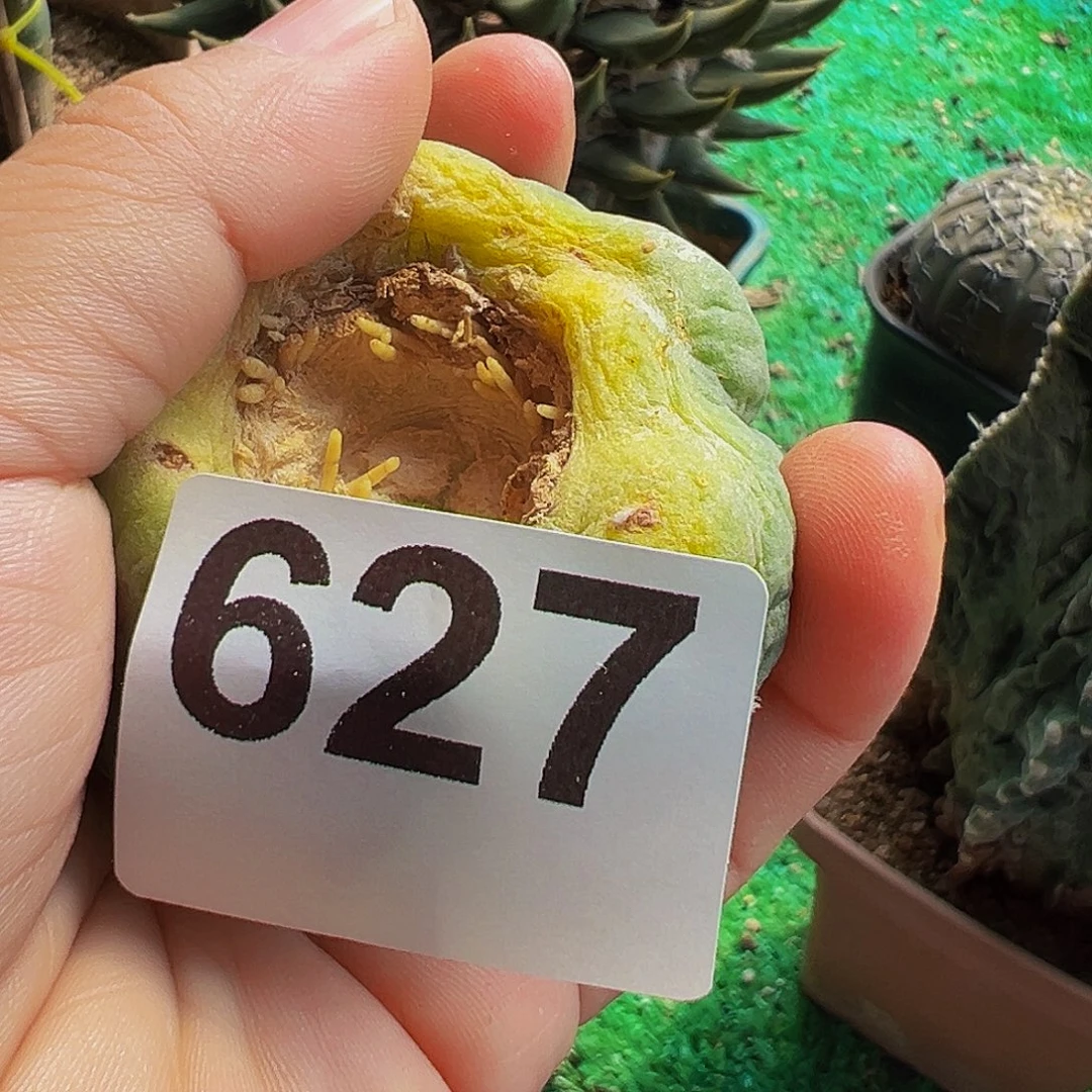 冷***情无花朵福利大尤仙人球627