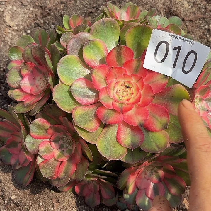 多肉植物荔枝 010个