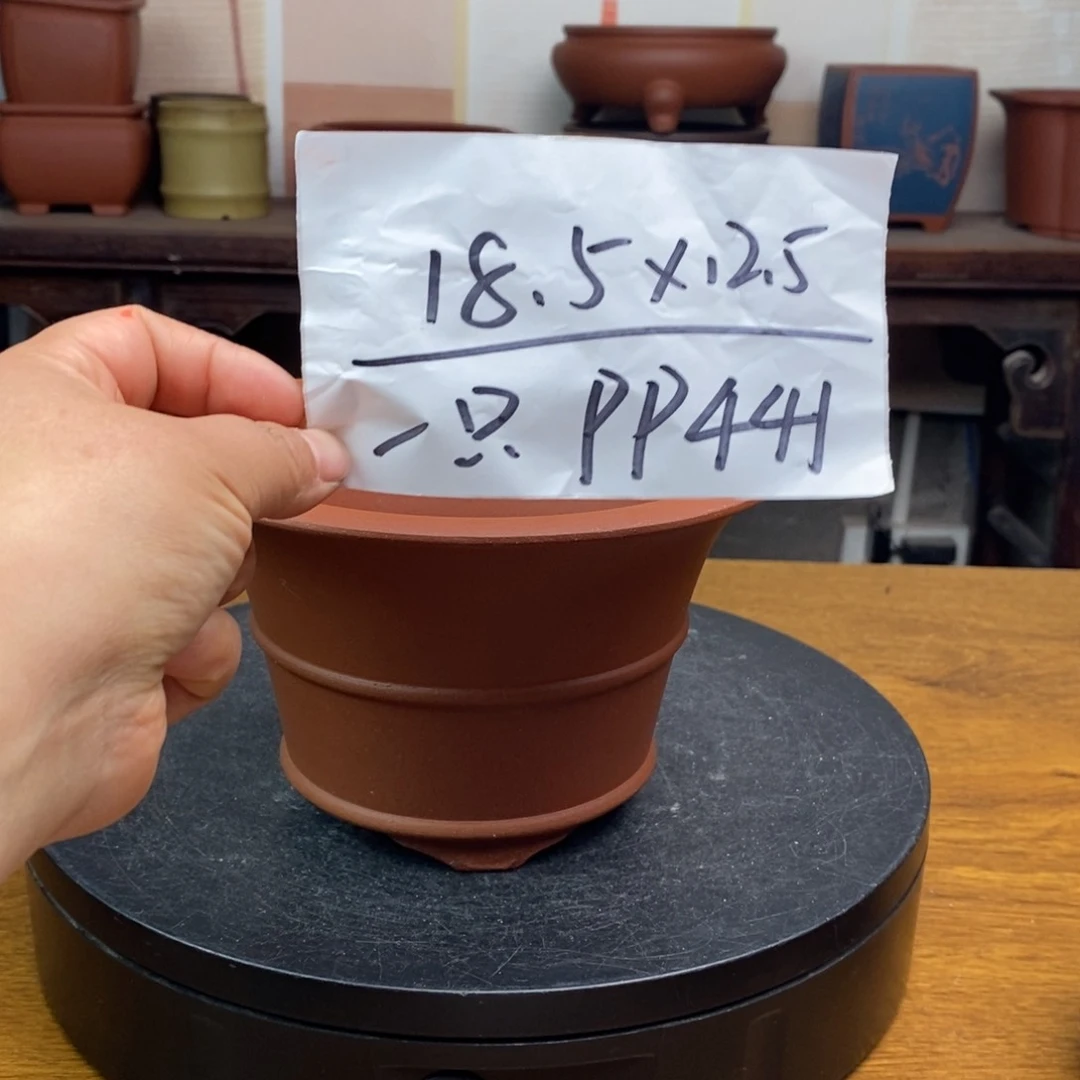 红陶货号一只PP441