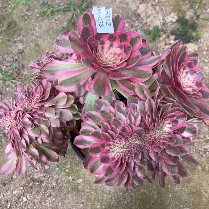 倾城缀多肉植物073