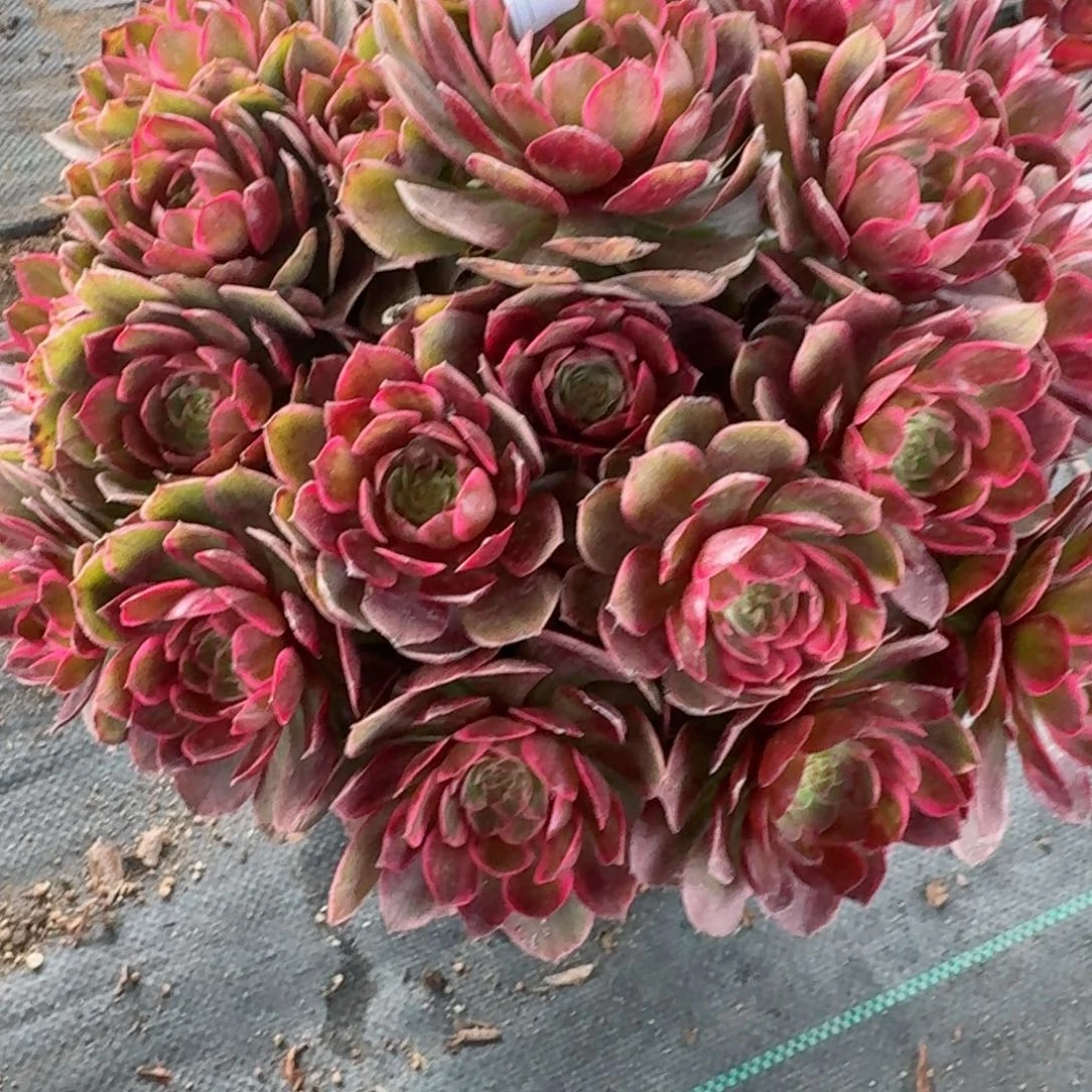 相*635大莲花座多肉植物