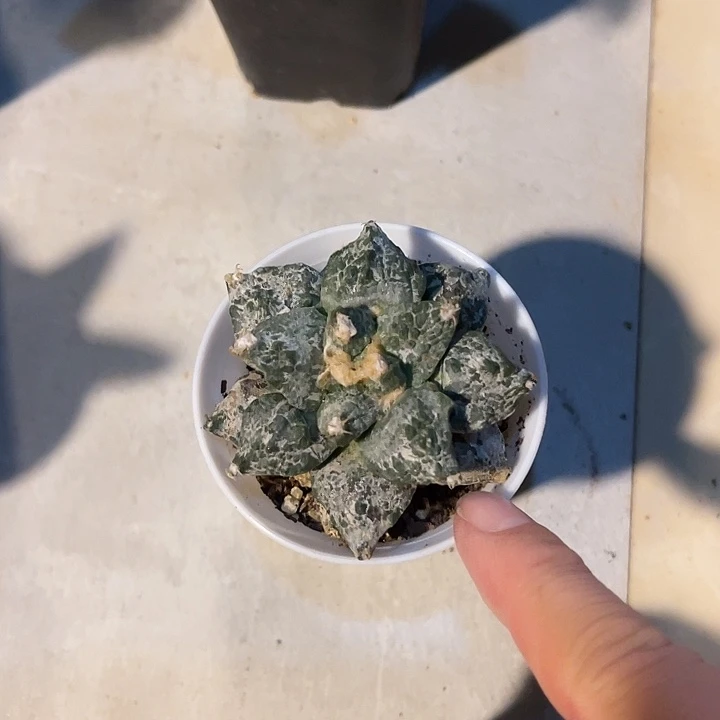 无花朵银牡丹一物一拍