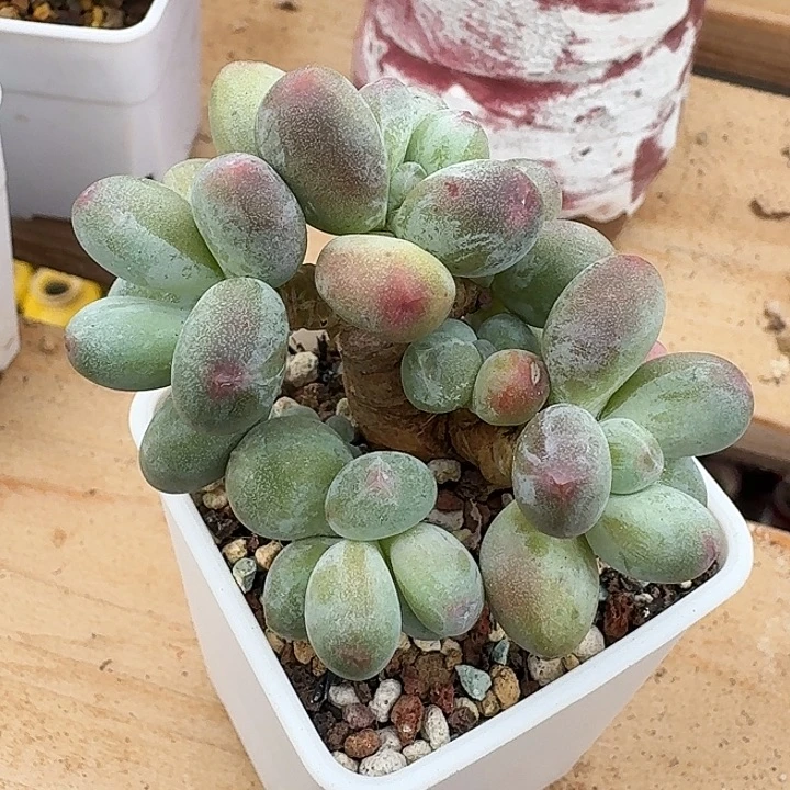 丸叶苹果奶老桩群生无砍