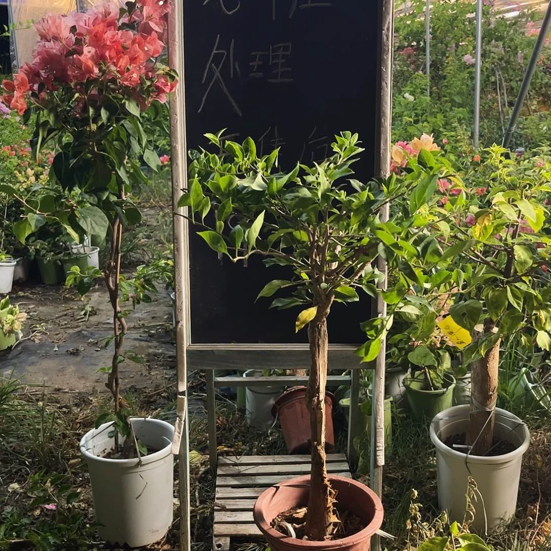 完全开放三角梅三角梅1378
