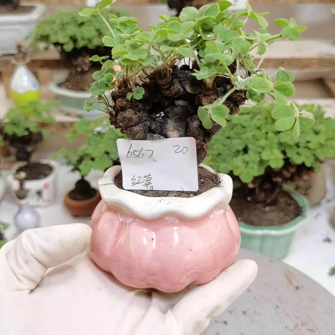 ****酢浆草老桩掌上盆景