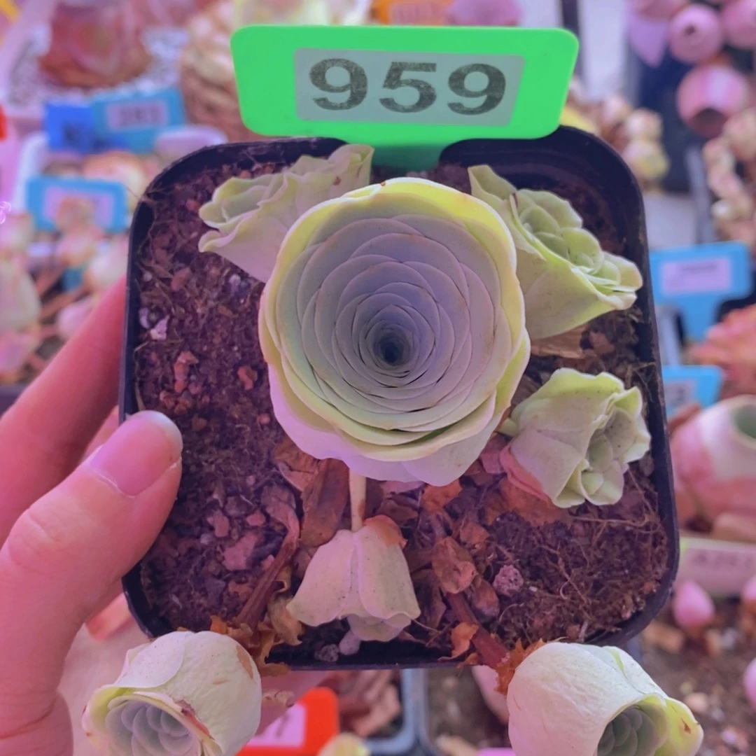 山地玫瑰一物一拍959