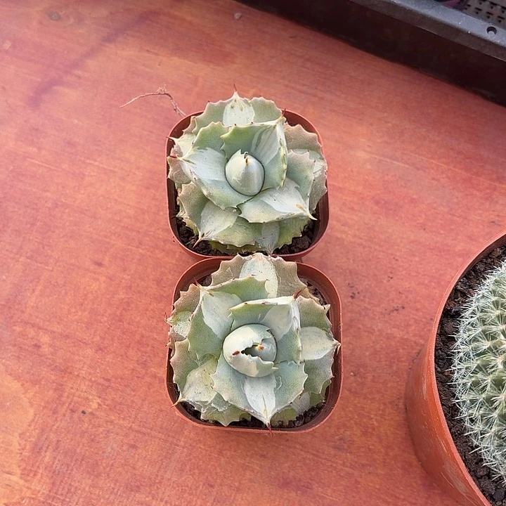 麋****?龙舌兰仙人球123