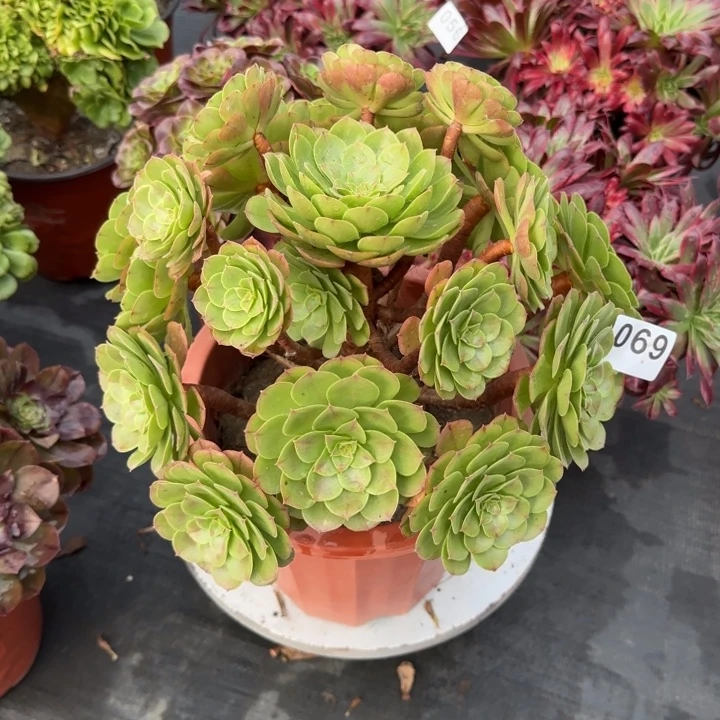 多肉植物万圣节069